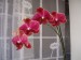moje 1. orchidej.jpg