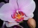 moje růžová orchidej  - 2009.jpg